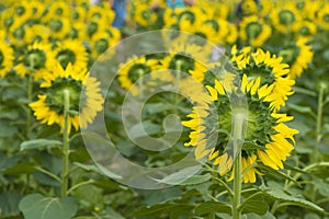 Back of sunflower in the field, Thailand.