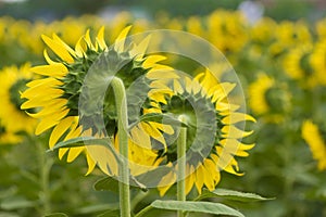 Back of sunflower in the field, Thailand.