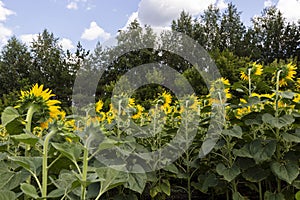 The back of sunflowers in the summer field