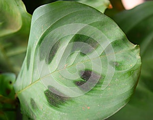 Back Surface of Large Round Green Leaf - Maranta Leuconeura - Botany Nature Background photo