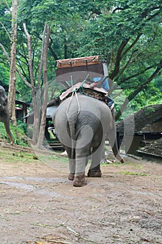 Back of Thai elephant