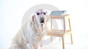 Back to schoo - funny video, beautiful dog with a wearing glasses posing in the studio on a white background