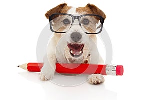 Back to school  concept. Happy Dog with a giant red pencil ang glassesl. Isolated on white background