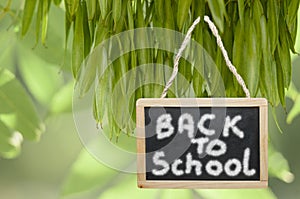 Back to school- written on black chalk board hanging from a tree