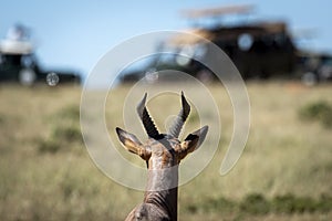 Back of topi antelope`s head looking at safari vehicles gathered in background in Masai Mara in Kenya