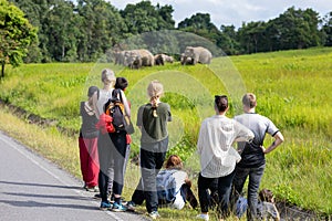 On the back of tourists watching wild elephants in blurry background