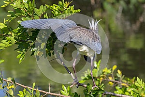 Back Of A Tri-Colored Heron With Breeding Plumage