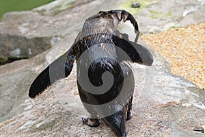 The back view of an African Penguin standing on a rock face grooming itself