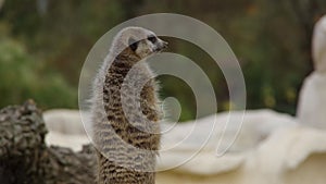 Back view of animal meerkat suricata suricatta stand sentry.