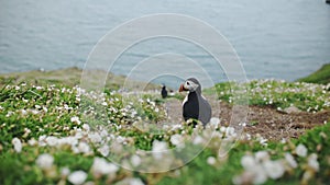 Back View Of An Atlantic Puffin Standing Close To Sea Campion At Skomer Island In Wales, UK With Ca