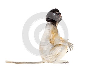 Back view of baby Crowned Sifaka sitting against white