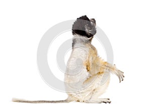 Back view of baby Crowned Sifaka sitting against white