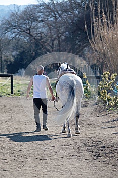 Back view of a bald cowboy man walking with his white horse