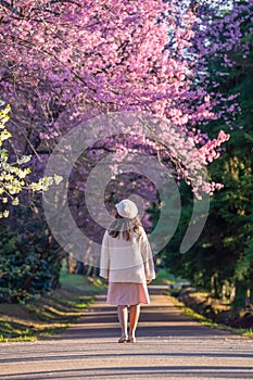 Back view of beautiful girl in a beige dress and hat in the blooming garden cherry blossom, women`s back. enjoying spring in th