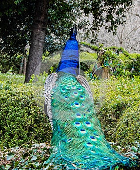 Back view of a male peacock swowing its colorful plumage.