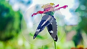 Back view of black butterfly photo