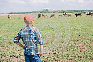 back view of boy in cap standing and looking at cows grazing photo