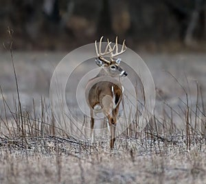 Back view of a brown-furred Columbian white-tailed deer standing in a field in winter