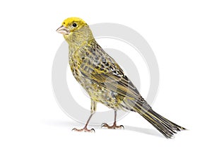 Back view of a Canary - Colored LIZZARD - standing, isolated on white