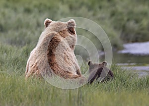 Back View of a Coastal Brown Bear Sow and Cub