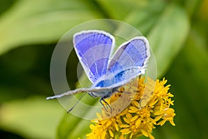 Back view of common blue butterfly Polyommatus icarus on yellow wildflower