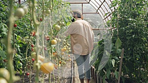 Back view of confident male gardener walking in greenhouse touching plants stems. Wide shot of professional Caucasian