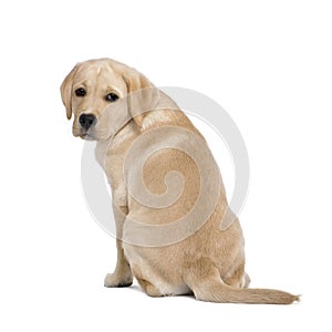 Back view of a Cream Labrador puppy, 14 weeks old.