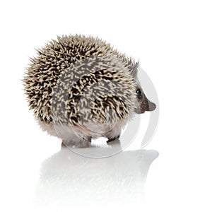 Back view of cute african hedgehog walking