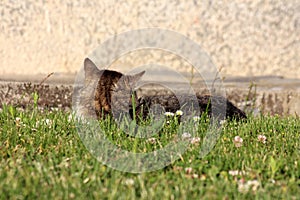 Back view of cute light to dark grey domestic cat playing in uncut grass mixed with flowers next to family house