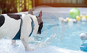 Back view of cute little French Bulldog ready to jump into swimming pool