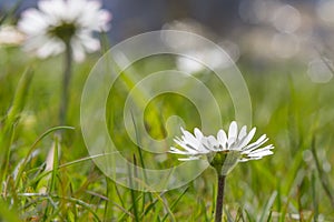 Back view of daisy.