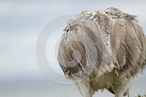Back view of a Darwin`s rhea Rhea pennata. photo