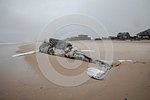 Dead Female Humpback Whale including Tail and Dorsal Fins on Fire Island, Long Island, Beach, with Sand in Foreground and Atlantic