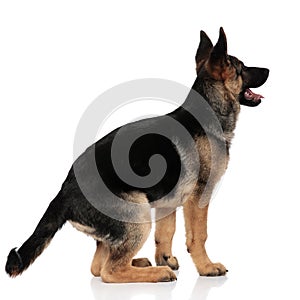 Back view of excited german shepard looking up to side