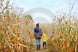 Family walking among the dried corn stalks in a corn maze. Little boy and his father having fun on pumpkin fair at autumn