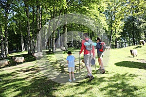 Back view of family walking in forest