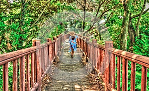 back view of female tourist walking on path in the forest