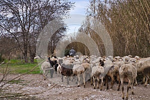 Back view of a flock of sheep grazing in the field with shepherd