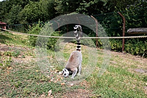 Back view of a fruit eating katta in a zoo in germany