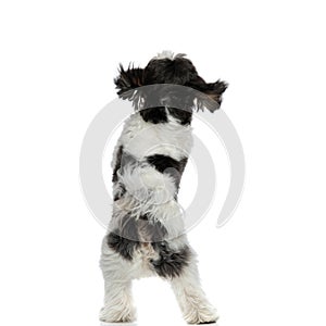 Back view of furry shih tzu standing on back paws