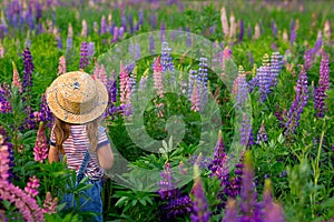 Back view. girl in a straw hat in denim overalls walks on a flower field with lupins