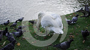 Back view graceful white swan plucking grass with pigeons walking around on green grass at pond. Beautiful bird and