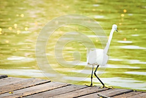 Back view of Great white egret on pier