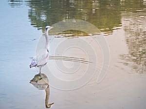 Back view of Great white egret on the water
