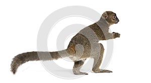 Back view of a Greater bamboo lemur going away, Prolemur simus, Isolated on white photo
