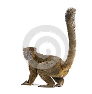 Back view of a Greater bamboo lemur looking at the camera, Prolemur simus, Isolated on white photo