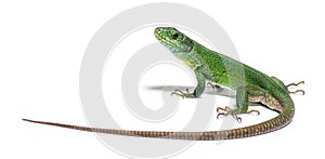 Back view of a green Timon pater specie of Wall lizard photo