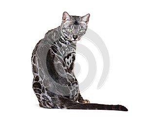 Back view on a Grey Bengal cat looking back at the camera, isolated on white