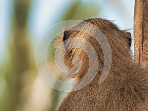 Back view of a hairy monkey with bokeh background