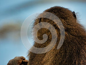 Back view of a hairy monkey with bokeh background